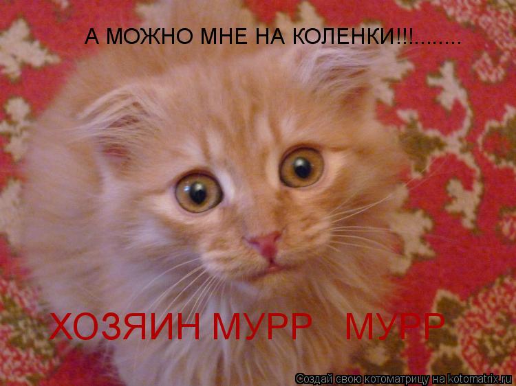 А МОЖНО МНЕ НА КОЛЕНКИ!!!........ ХОЗЯИН МУРР МУРР... Котоматрица: А МОЖНО МНЕ НА КОЛЕНКИ!!!........ ХОЗЯИН МУРР МУРР