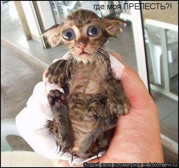 где моя ПРЕЛЕСТЬ?!... Котоматрица: где моя ПРЕЛЕСТЬ?!