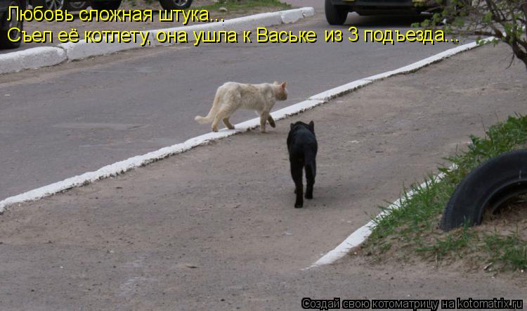 Любовь сложная штука... Съел её котлету, она ушла к Ваське из 3 подъезда...... Котоматрица: Любовь сложная штука... Съел её котлету, она ушла к Ваське из 3 подъезда...