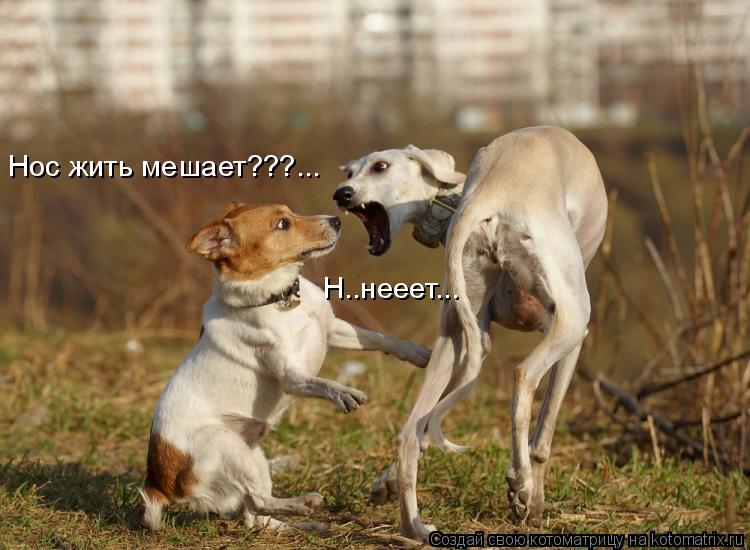 Нос жить мешает???... Н..нееет...... Котоматрица: Нос жить мешает???... Н..нееет...