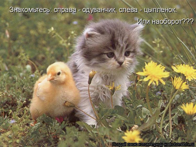 Знакомьтесь: справа - одуванчик, слева - цыпленок. Или наоборот???... Котоматрица: Знакомьтесь: справа - одуванчик, слева - цыпленок. Или наоборот???