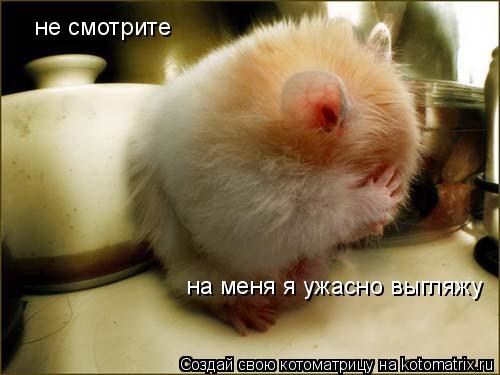 Котоматрица: не смотрите на меня я ужасно выгляжу