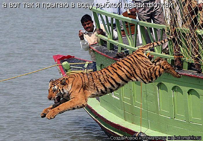 Котоматрица: а вот так я прыгаю в воду рыбкой давай фоткай