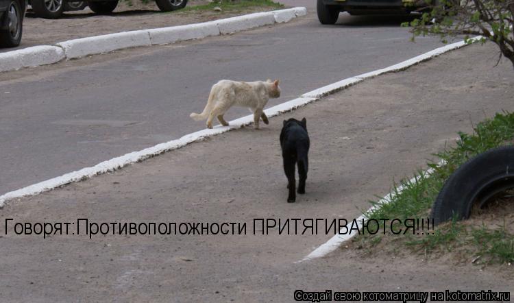 Котоматрица: Говорят:Противоположности ПРИТЯГИВАЮТСЯ!!!!