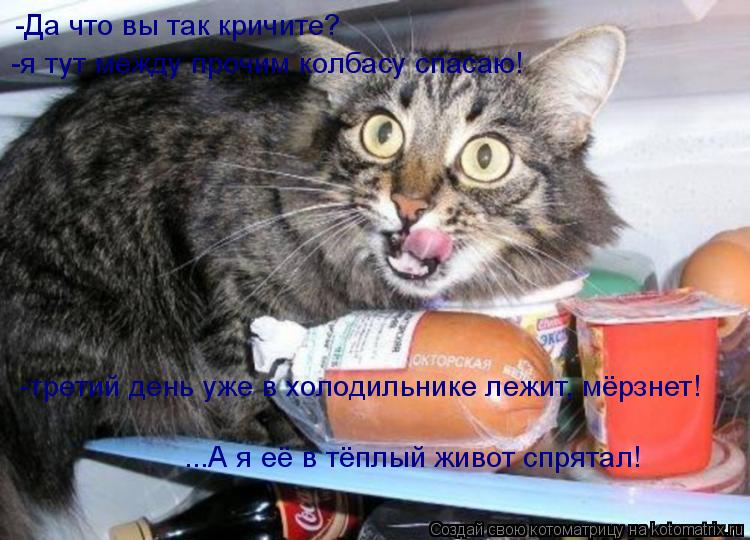 Котоматрица: -Да что вы так кричите? -я тут между прочим колбасу спасаю! -третий день уже в холодильнике лежит, мёрзнет! ...А я её в тёплый живот спрятал!