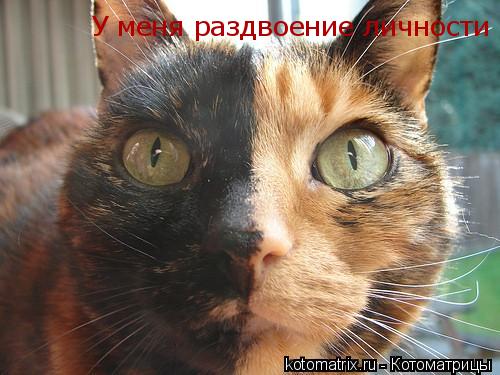 Котоматрица: У меня раздвоение личности