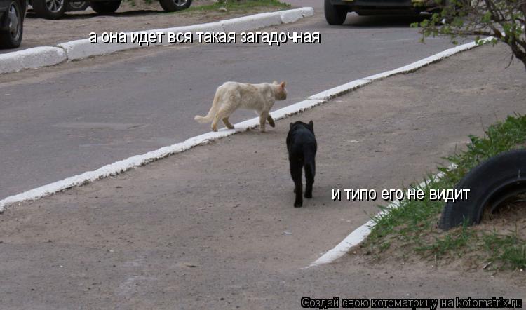 Котоматрица: а она идет вся такая загадочная  и типо его не видит