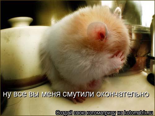 ну все вы меня смутили окончательно... Котоматрица: ну все вы меня смутили окончательно