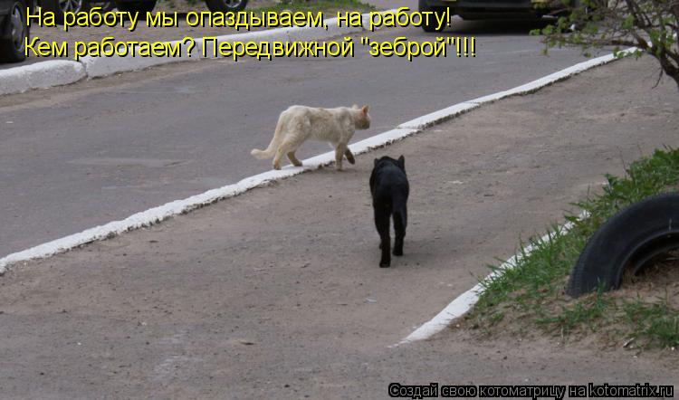 На работу мы опаздываем, на работу! Кем работаем? Передвижной "зеброй"!!!... Котоматрица: На работу мы опаздываем, на работу! Кем работаем? Передвижной "зеброй"!!!