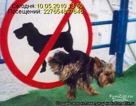 Сегодня: 10.05.2010 13:50 Посещений: 227654897645... Котоматрица: Сегодня: 10.05.2010 13:50 Посещений: 227654897645