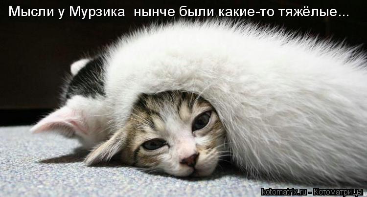 Мысли у Мурзика нынче были какие-то тяжёлые...... Котоматрица: Мысли у Мурзика нынче были какие-то тяжёлые...