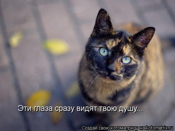 Эти глаза сразу видят твою душу...... Котоматрица: Эти глаза сразу видят твою душу...
