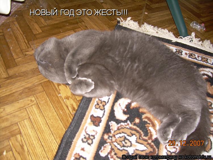 НОВЫЙ ГОД ЭТО ЖЕСТЬ!!!... Котоматрица: НОВЫЙ ГОД ЭТО ЖЕСТЬ!!!