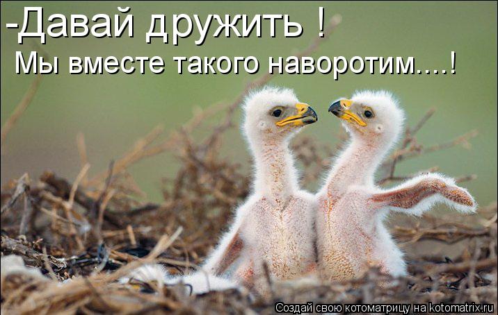Котоматрица: -Давай дружить ! Мы вместе такого наворотим....!