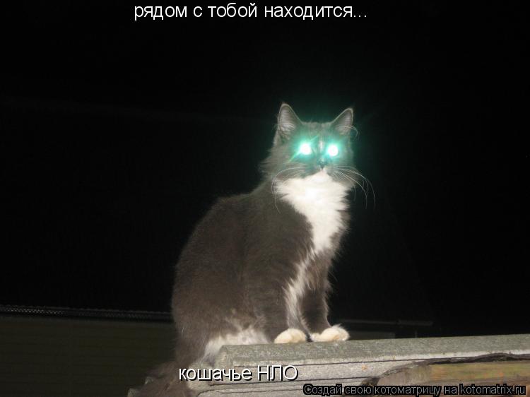 рядом с тобой находится... кошачье НЛО кошачье НЛО... Котоматрица: рядом с тобой находится... кошачье НЛО кошачье НЛО