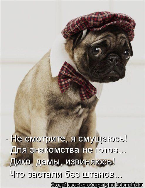 - Не смотрите, я смущаюсь! Для знакомства не готов... Дико, дамы, извиняюсь! Что застали без штанов..... Котоматрица: - Не смотрите, я смущаюсь! Для знакомства не готов... Дико, дамы, извиняюсь! Что застали без штанов...