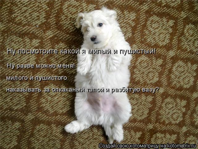 Котоматрица: Ну посмотрите какой я милый и пушистый! Ну разве можно меня!  милого и пушистого  наказывать за опкаканый тапой и разбитую вазу?