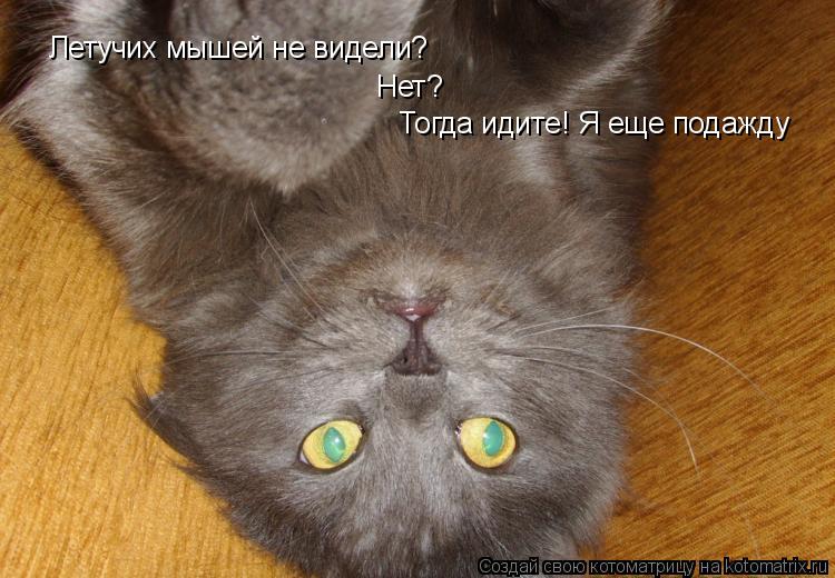 Котоматрица: Летучих мышей не видели? Нет? Тогда идите! Я еще подажду