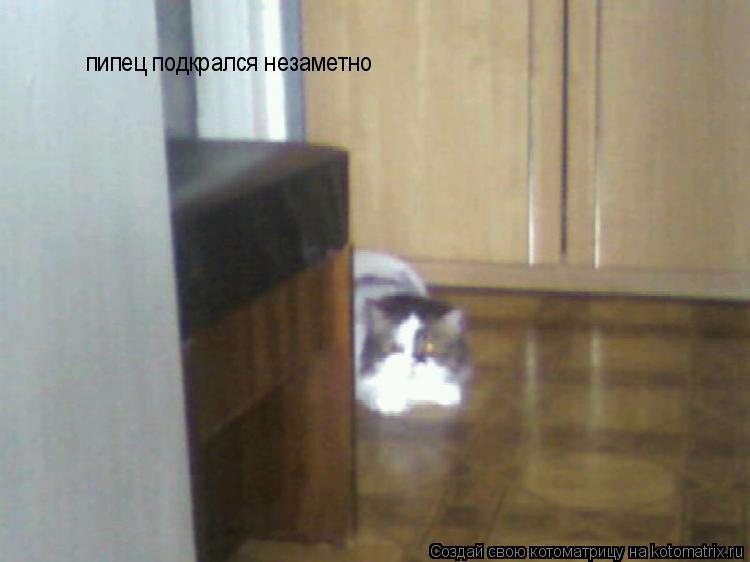 пипец подкрался незаметно... Котоматрица: пипец подкрался незаметно