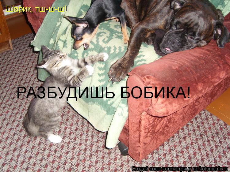 Шарик, тш-ш-ш! РАЗБУДИШЬ БОБИКА!... Котоматрица: Шарик, тш-ш-ш! РАЗБУДИШЬ БОБИКА!