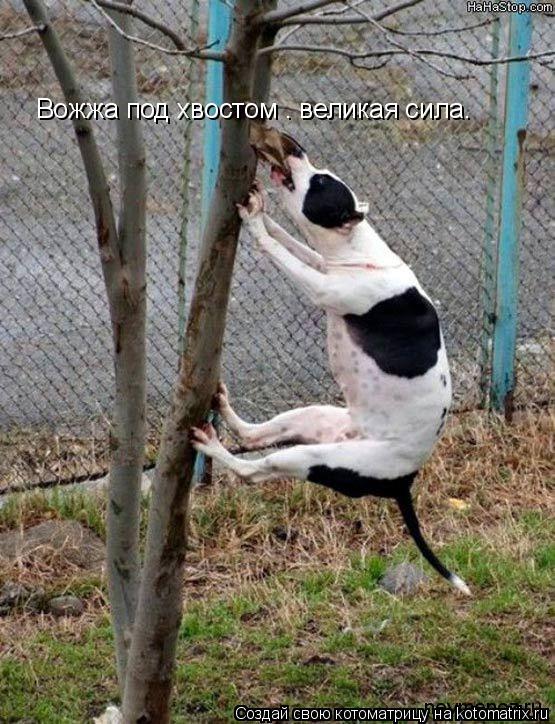 «Вожжа под хвостом – великая сила.»... Котоматрица: «Вожжа под хвостом – великая сила.»