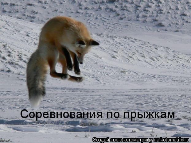 Соревнования по прыжкам... Котоматрица: Соревнования по прыжкам