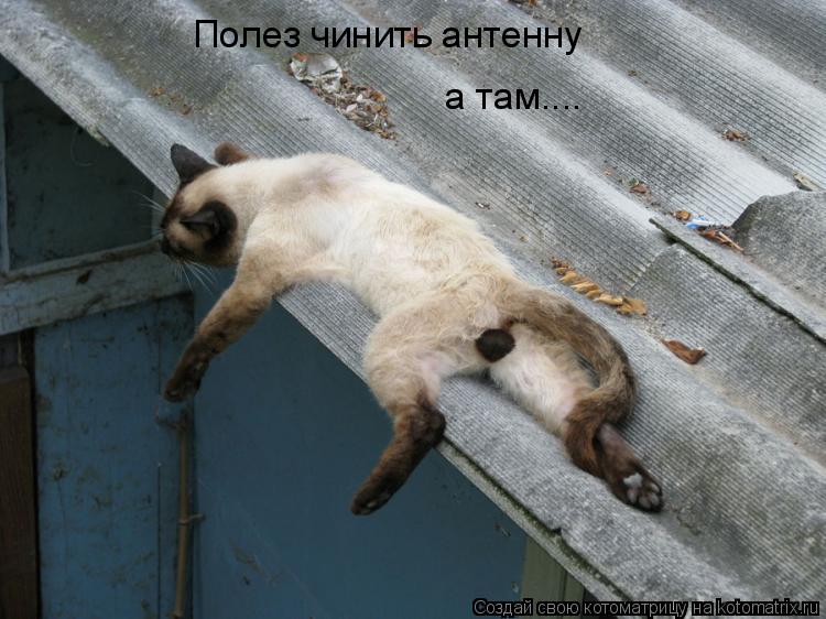 Полез чинить антенну а там....... Котоматрица: Полез чинить антенну а там....