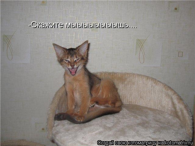 -Скажите мыыыыыыыышь....... Котоматрица: -Скажите мыыыыыыыышь....