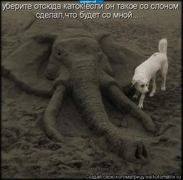 уберите отсюда каток!если он такое со слоном сделал,что будет со мной...... Котоматрица: уберите отсюда каток!если он такое со слоном сделал,что будет со мной...