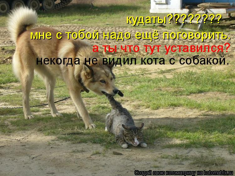 кудаты???????? а ты что тут уставился? мне с тобой надо ещё поговорить. некогда не видил кота с собак... Котоматрица: кудаты???????? а ты что тут уставился? мне с тобой надо ещё поговорить. некогда не видил кота с собакой.
