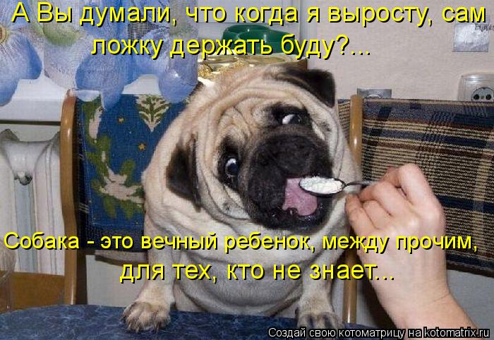 А Вы думали, что когда я выросту, сам ложку держать буду?... для тех, кто не знает... Собака - это ... Котоматрица: А Вы думали, что когда я выросту, сам ложку держать буду?... для тех, кто не знает... Собака - это вечный ребенок, между прочим,