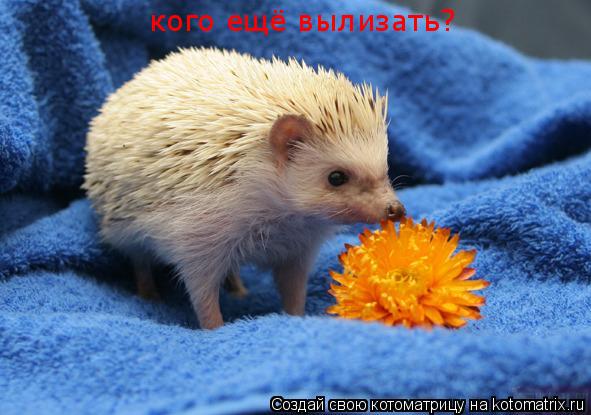 кого ещё вылизать?... Котоматрица: кого ещё вылизать?