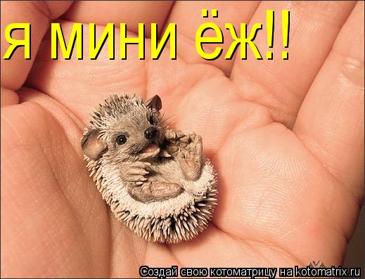 я мини ёж!! я мини ёж!!... Котоматрица: я мини ёж!! я мини ёж!!