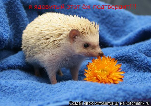 я ядовитый этот ёж подтвердит!!!... Котоматрица: я ядовитый этот ёж подтвердит!!!