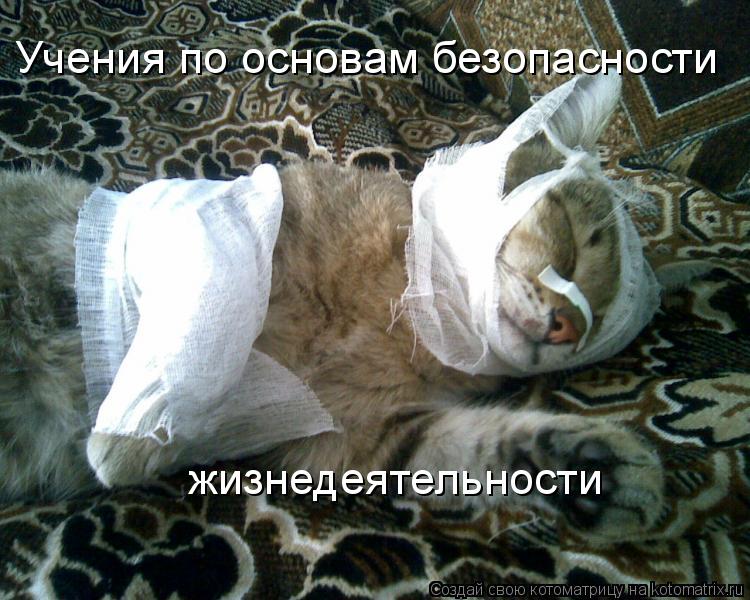Котоматрица: Учения по основам безопасности жизнедеятельности