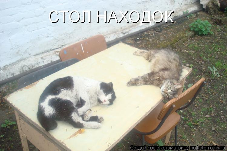Котоматрица: СТОЛ НАХОДОК