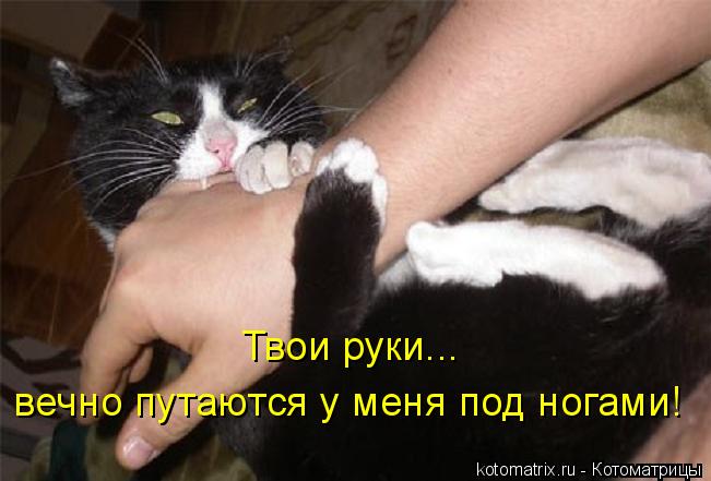 Котоматрица: Твои руки... вечно путаются у меня под ногами!