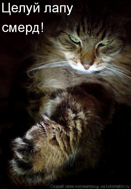 Целуй лапу смерд!... Котоматрица: Целуй лапу смерд!