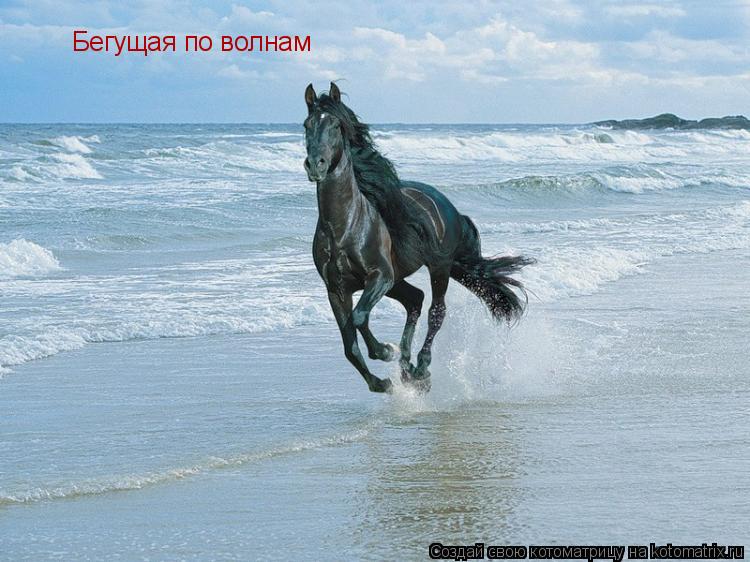 Бегущая по волнам... Котоматрица: Бегущая по волнам