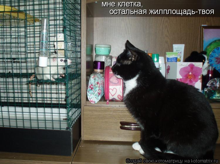 мне клетка, остальная жилплощадь-твоя... Котоматрица: мне клетка, остальная жилплощадь-твоя