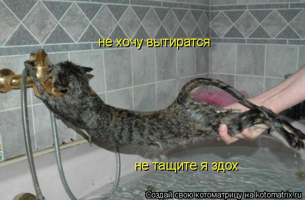 не хочу вытиратся не тащите не тащите я здох... Котоматрица: не хочу вытиратся не тащите не тащите я здох