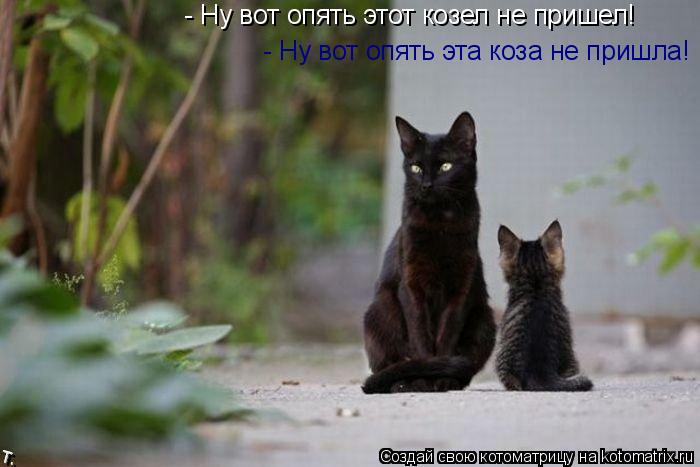 - Ну вот опять этот козел не пришел! - Ну вот опять эта коза не пришла!... Котоматрица: - Ну вот опять этот козел не пришел! - Ну вот опять эта коза не пришла!