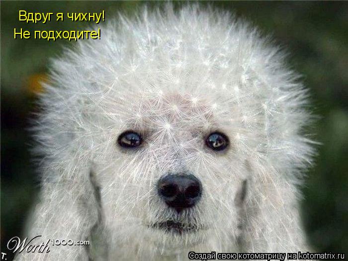 Вдруг я чихну! Не подходите!... Котоматрица: Вдруг я чихну! Не подходите!