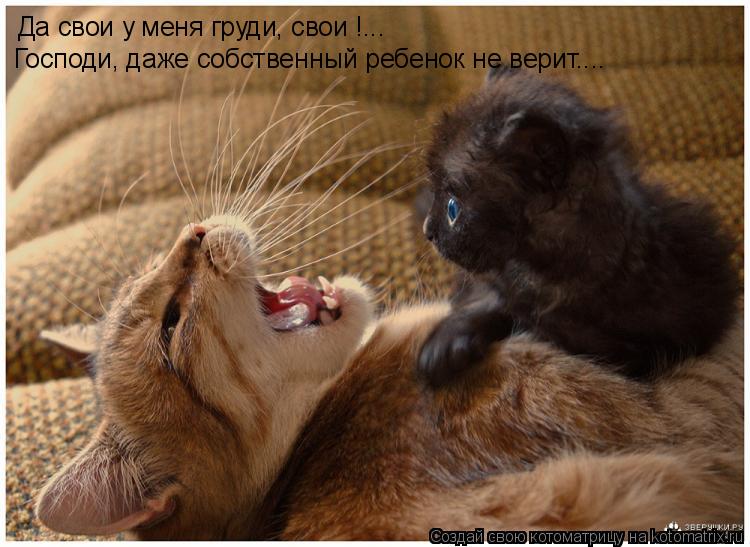 Да свои у меня груди, свои !... Господи, даже собственный ребенок не верит....... Котоматрица: Да свои у меня груди, свои !... Господи, даже собственный ребенок не верит....