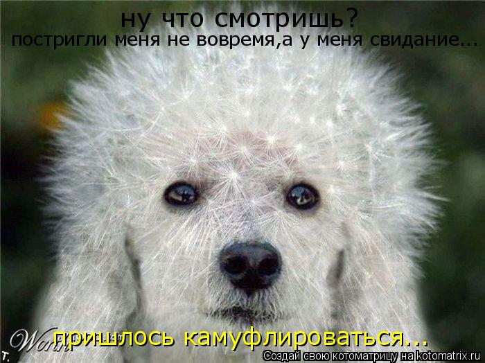 ну что смотришь? постригли меня не вовремя,а у меня свидание... пришлось камуфлироваться...... Котоматрица: ну что смотришь? постригли меня не вовремя,а у меня свидание... пришлось камуфлироваться...