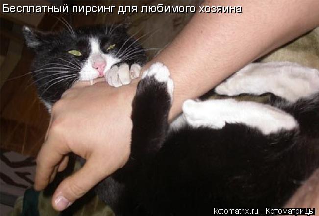 Бесплатный пирсинг для любимого хозяина... Котоматрица: Бесплатный пирсинг для любимого хозяина