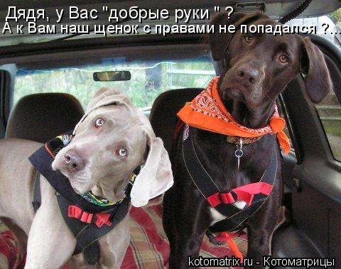 Дядя, у Вас "добрые руки " ? А к Вам наш щенок с правами не попадался ?...... Котоматрица: Дядя, у Вас "добрые руки " ? А к Вам наш щенок с правами не попадался ?...