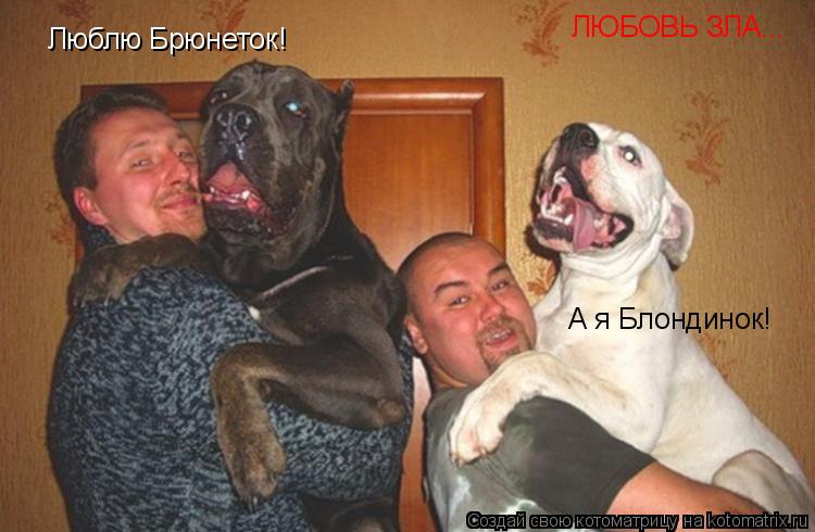 Люблю Брюнеток! А я Блондинок! ЛЮБОВЬ ЗЛА...... Котоматрица: Люблю Брюнеток! А я Блондинок! ЛЮБОВЬ ЗЛА...