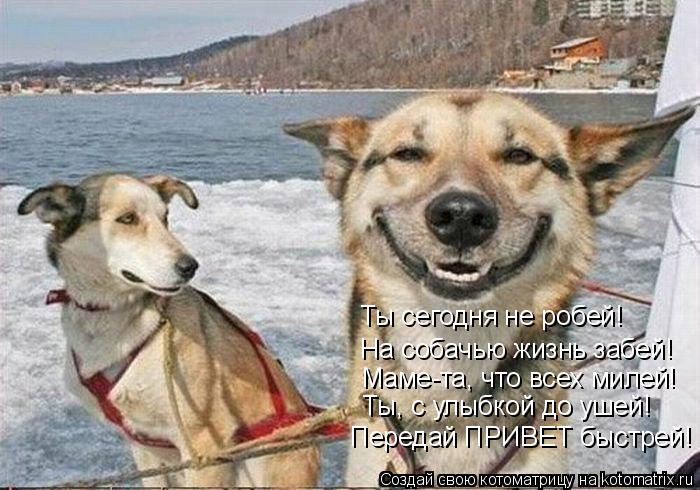 Ты сегодня не робей! На собачью жизнь забей! Маме-та, что всех милей! Ты, с улыбкой до ушей! Передай ... Котоматрица: Ты сегодня не робей! На собачью жизнь забей! Маме-та, что всех милей! Ты, с улыбкой до ушей! Передай ПРИВЕТ быстрей!