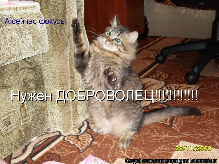 А сейчас фокусы Нужен ДОБРОВОЛЕЦ!!!!!!!!!!!!... Котоматрица: А сейчас фокусы Нужен ДОБРОВОЛЕЦ!!!!!!!!!!!!